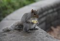 New York squirrel